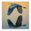 Search for wildlife posters Bird photography