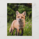 Recherche de fox cartes postales Fleur