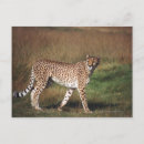 Search for plain postcards Nature