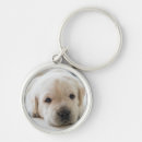 Search for golden labrador keychains Cute