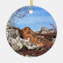 Search for hare ornaments animals