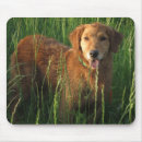 Search for grass the mousepads Golden retriever