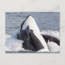 Search for breaching postcards Alaska