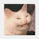 Search for meme magnets Cat