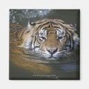Recherche de sumatra magnets Faune