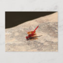 Search for red dragonfly postcards Nature