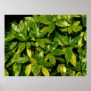 Recherche de japonica posters Arbuste