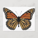 Recherche de papillon girly cartes postales Nature