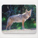 Recherche de coyote tapis souris Chien