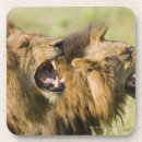 Search for aggressive barware Wildlife