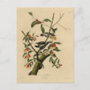 Recherche de birds of america postcards Oiseau