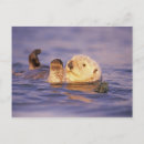Recherche de loutres mer cartes postales Vie marine