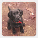 Search for black puppy stickers Labrador retriever