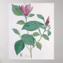 Search for engravings posters Botanical