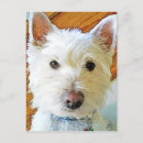 Search for dog photo postcards Pet lover