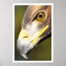 Search for eagle face posters Bird