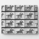 Recherche de cheval plaques Galop