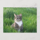 Search for lover boy postcards Pet