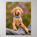 Search for vizsla posters Pet