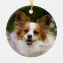 Search for papillon ornaments Dog