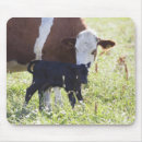 Recherche de veau vache tapis souris Agriculture