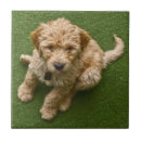 Recherche de chiots carreaux Mignon