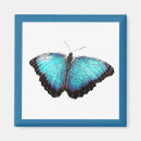 Recherche de renaissance magnete Papillon bleu