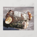 Search for buff postcards Butterfly