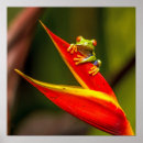 Recherche de grenouille colorée posters Faune