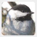 Search for capped chickadee stickers Black