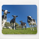 Search for feed mousepads Food