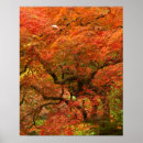 Recherche de érable japonais posters Acer