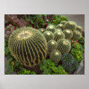 Search for mexican desert posters Cacti