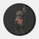 Search for pinscher magnets Pet