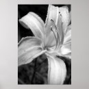 Search for bw posters White
