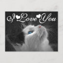 Recherche de chats bleus cartes postales Coeur