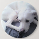 Search for lab dog buttons Cute