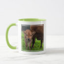 Search for cow calf mugs Livestock