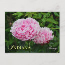 Search for indiana postcards Pink