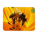 Recherche de pollen magnets Floral