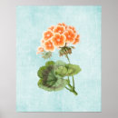 Search for geranium posters Floral