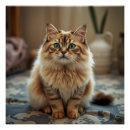Recherche de persee posters Chat