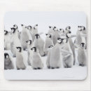 Search for emperor mousepads Nature
