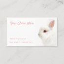 Search for dwarf rabbit Bunny