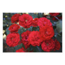 Recherche de rouge rose photographie Jardin