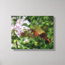 Search for moth canvas prints Nature