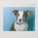 Search for head horizontal postcards Canine