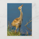 Search for sandhill postcards Birds