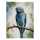 Search for blue budgie posters Parrot