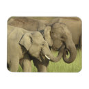 Recherche de indiens magnets Asie